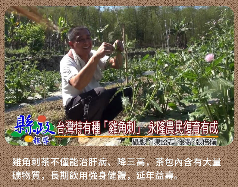 雞角刺