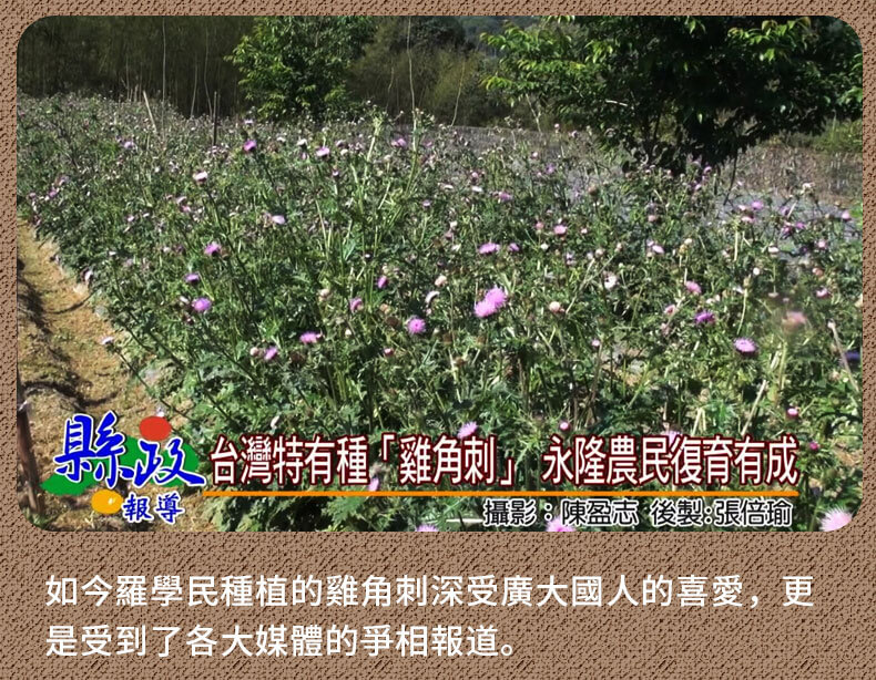雞角刺